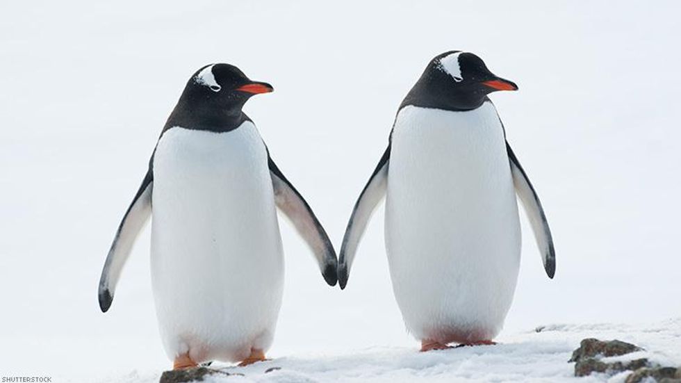 Two Gay Australian Penguins Are Now Proud Parents!