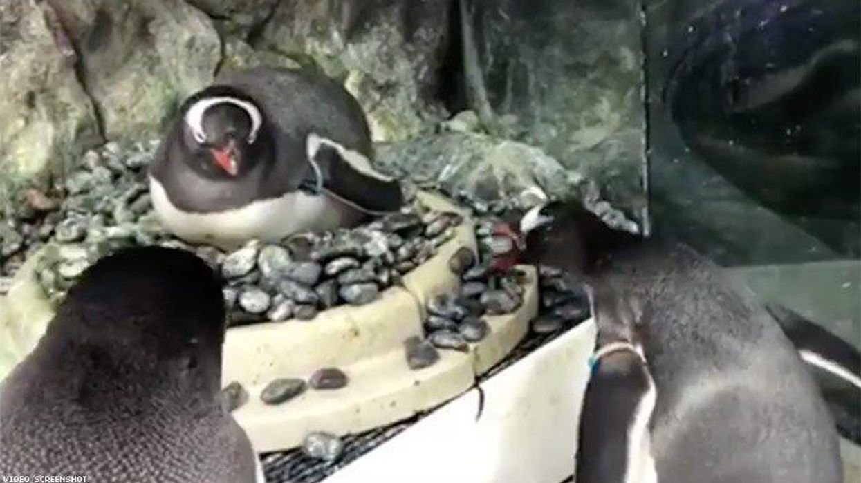 <p>Two Gay Penguins Are Incubating an Egg Together at the Sydney Aquarium</p>