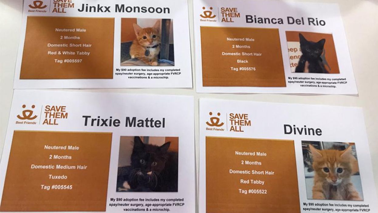 <p>You Can Adopt Kittens with Names Fit for a Drag Queen</p>