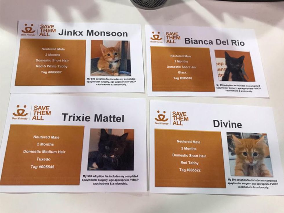 You Can Adopt Kittens with Names Fit for a Drag Queen