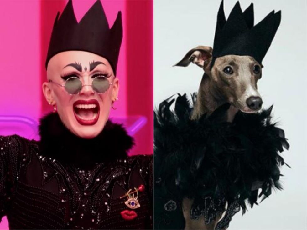 We Can't Stop Laughing at Sasha Velour's Dog in Her Most Iconic Looks