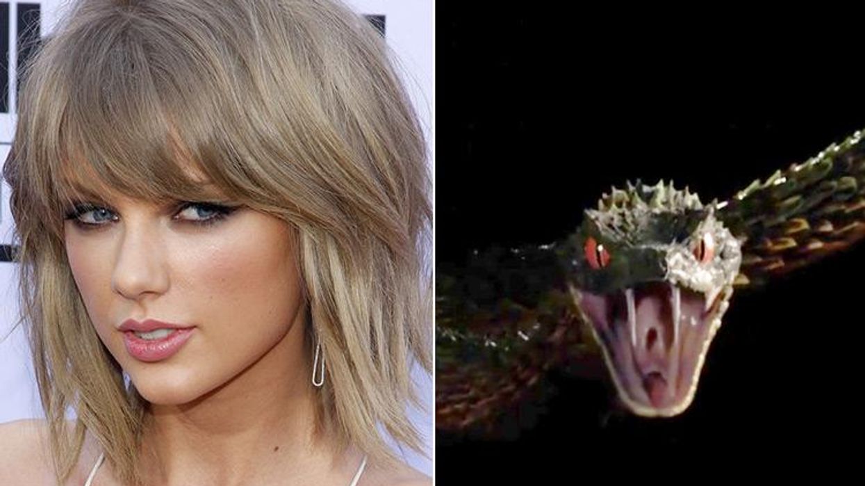 <p><em>Drag Race</em> All-Star Alaska Has Advice for Taylor Swift on Reclaiming Snakes</p>