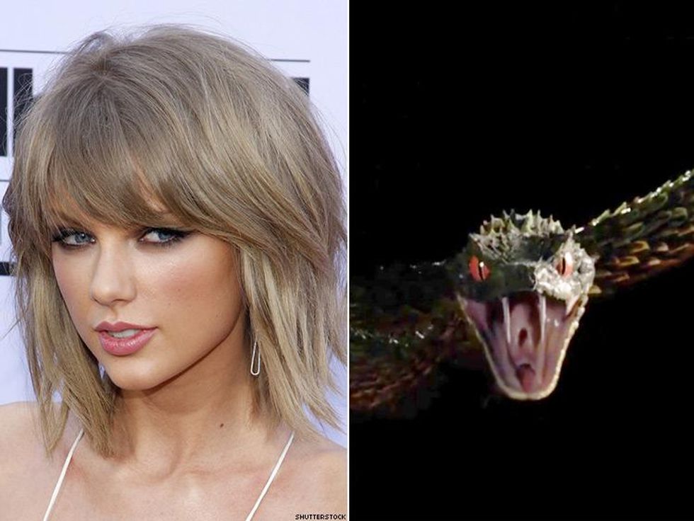 'Drag Race' All-Star Alaska Has Advice for Taylor Swift on Reclaiming Snakes