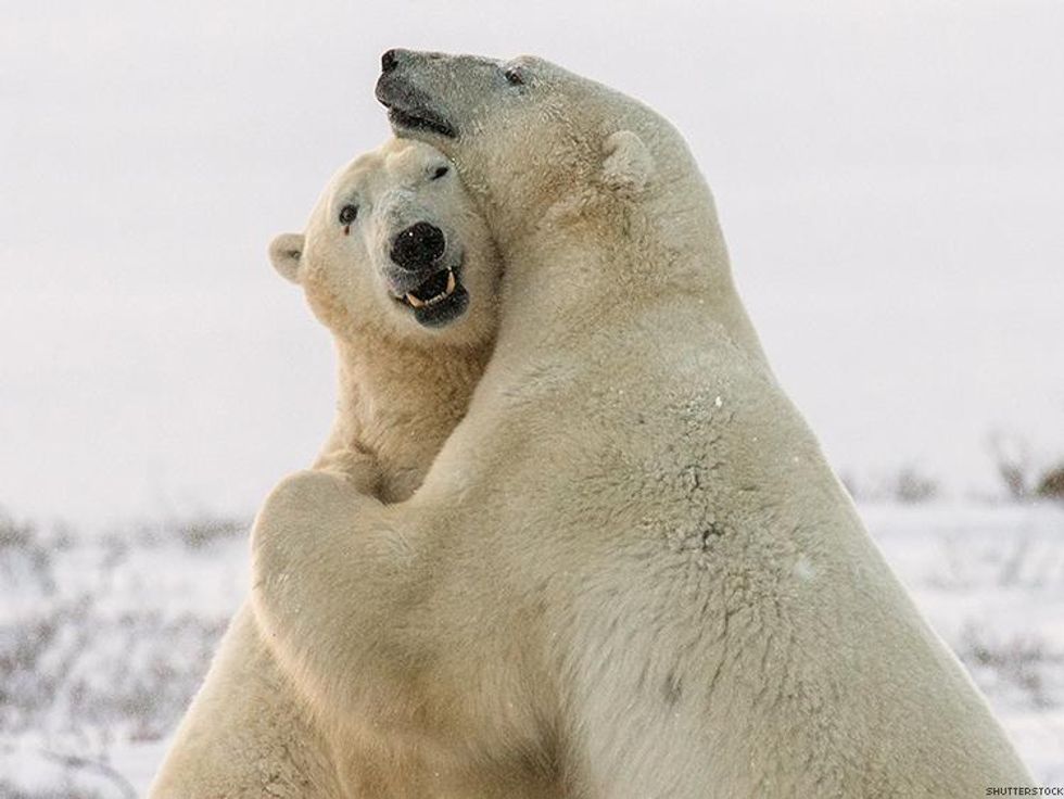 What Happened to SeaWorld's Two Lesbian Polar Bears Is Seriously Heartbreaking
