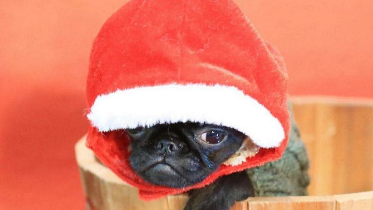 10 Adorable Photos of Santa Dogs Because You Need This