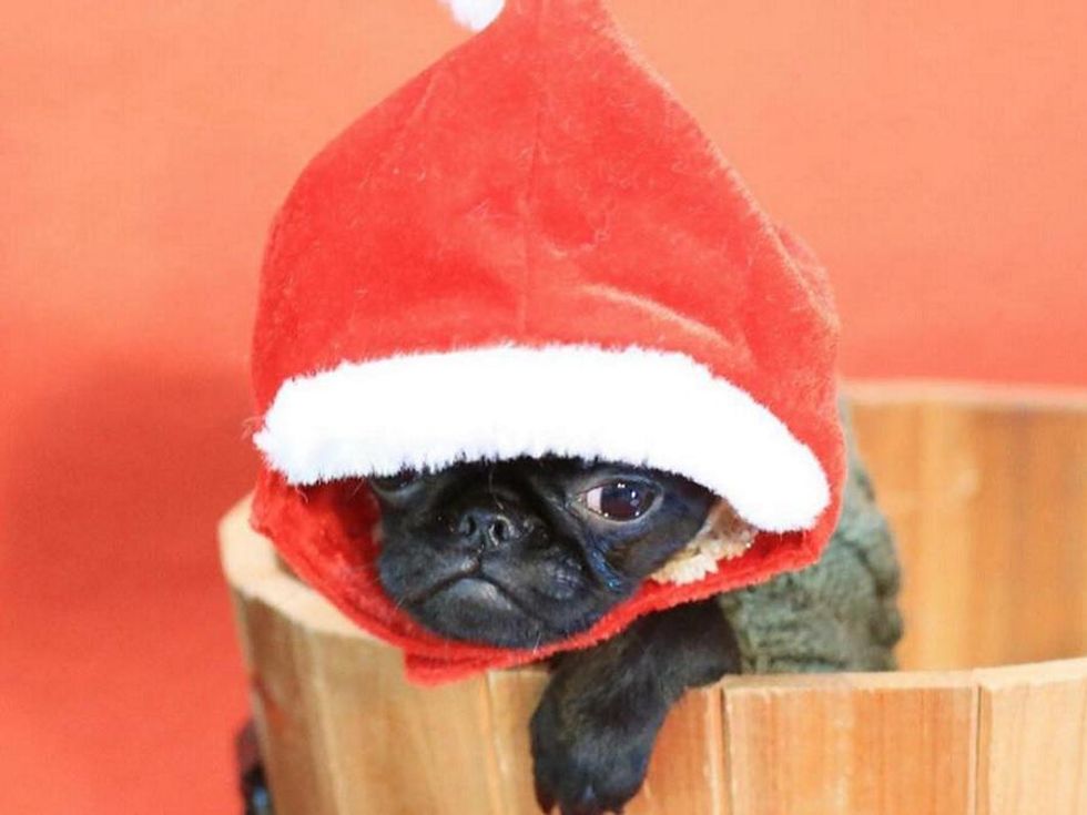 10 Adorable Photos of Santa Dogs Because You Need This