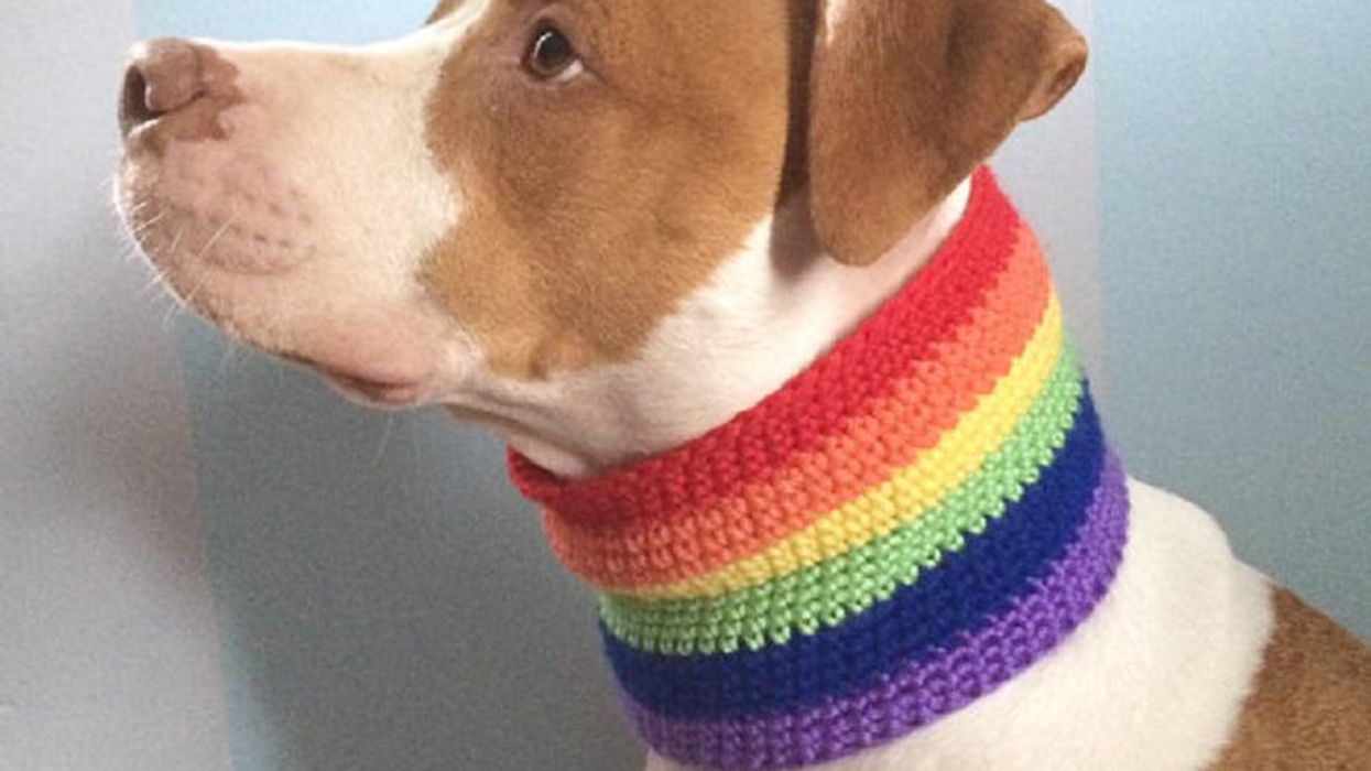 5 Rainbow Pet Sweaters to Keep Your Fur Baby Cozy in the Cold