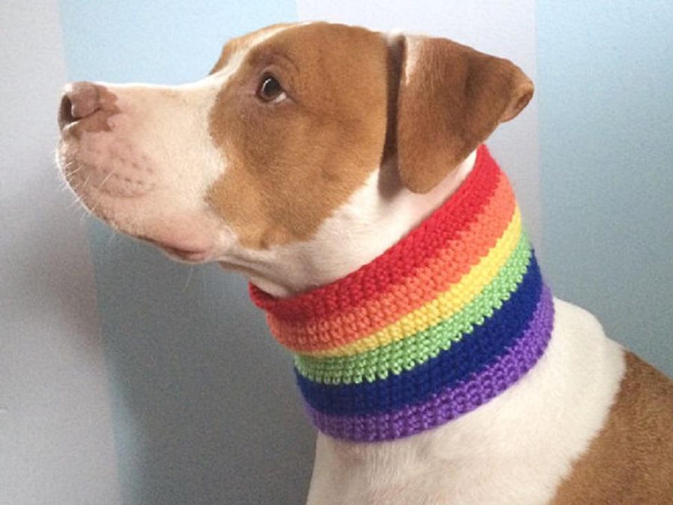 5 Rainbow Pet Sweaters to Keep Your Fur Baby Cozy in the Cold
