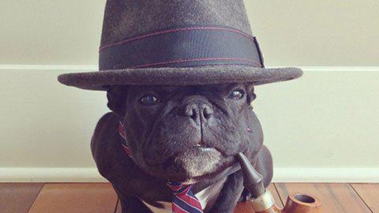 <p>11 Dogs on Instagram Who Are Better Dressed Than You</p>