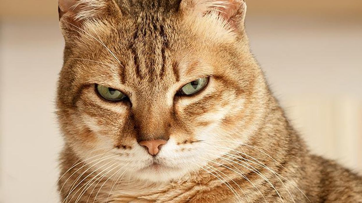 What It's Like to Be a Lesbian Who Hates Cats