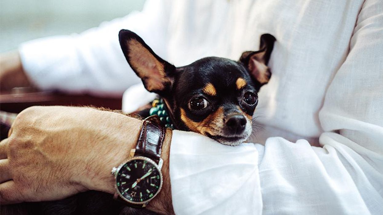 <p>How to Help Animals This Summer (With No Strings Attached)</p>