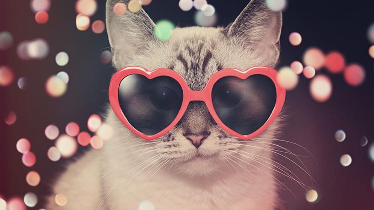 <p>Going Out on the Weekend, As Illustrated by Cats</p>