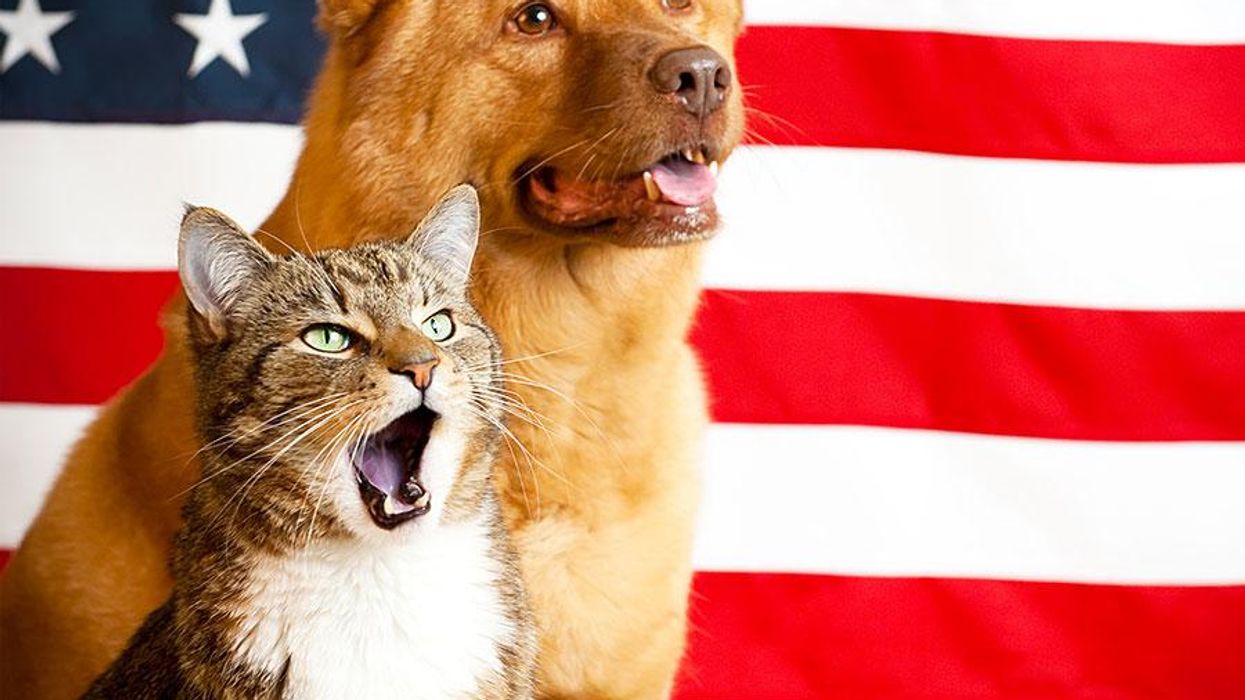 <p>10 Stages of Realizing Your Date's a Republican as Reenacted by Cats</p>
