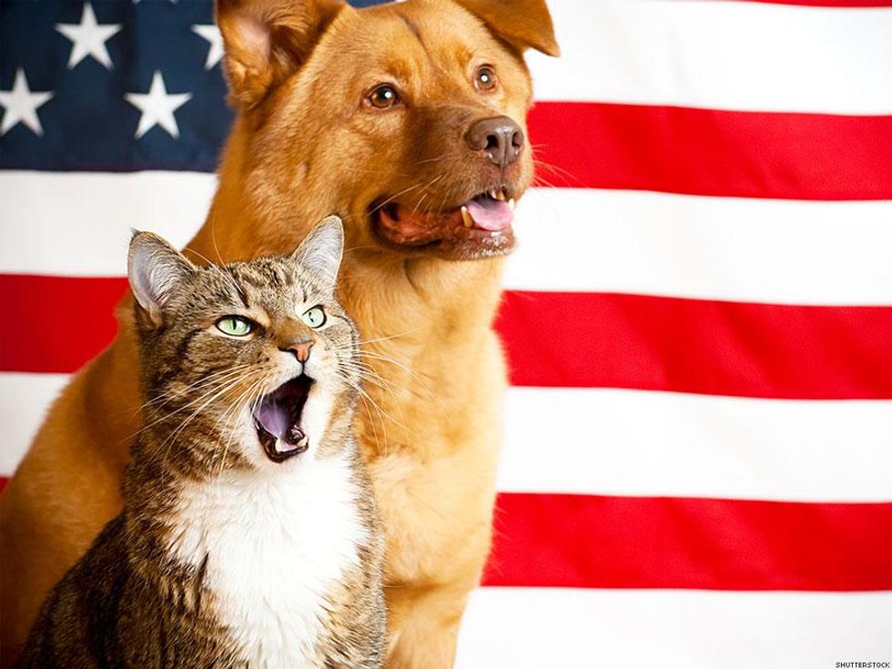 10 Stages of Realizing Your Date's a Republican as Reenacted by Cats 