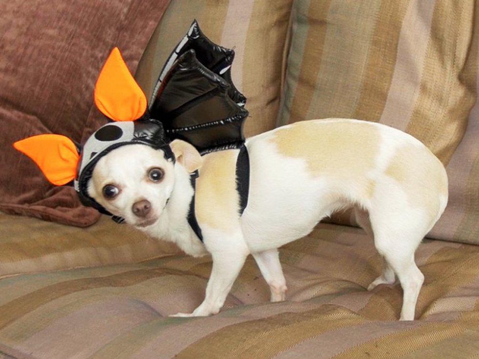 How to Make Your Dog's Halloween Costume Queer