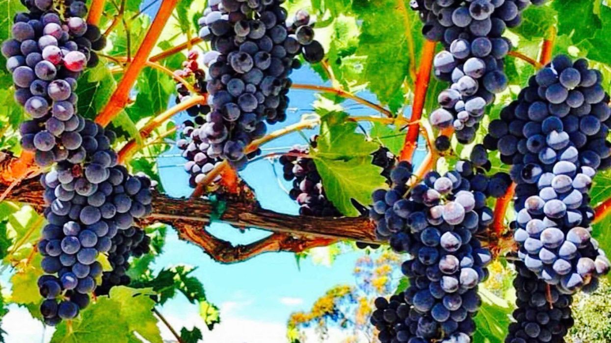 <p>5 Thirst-Quenching Trips, Designated Driver Required</p>