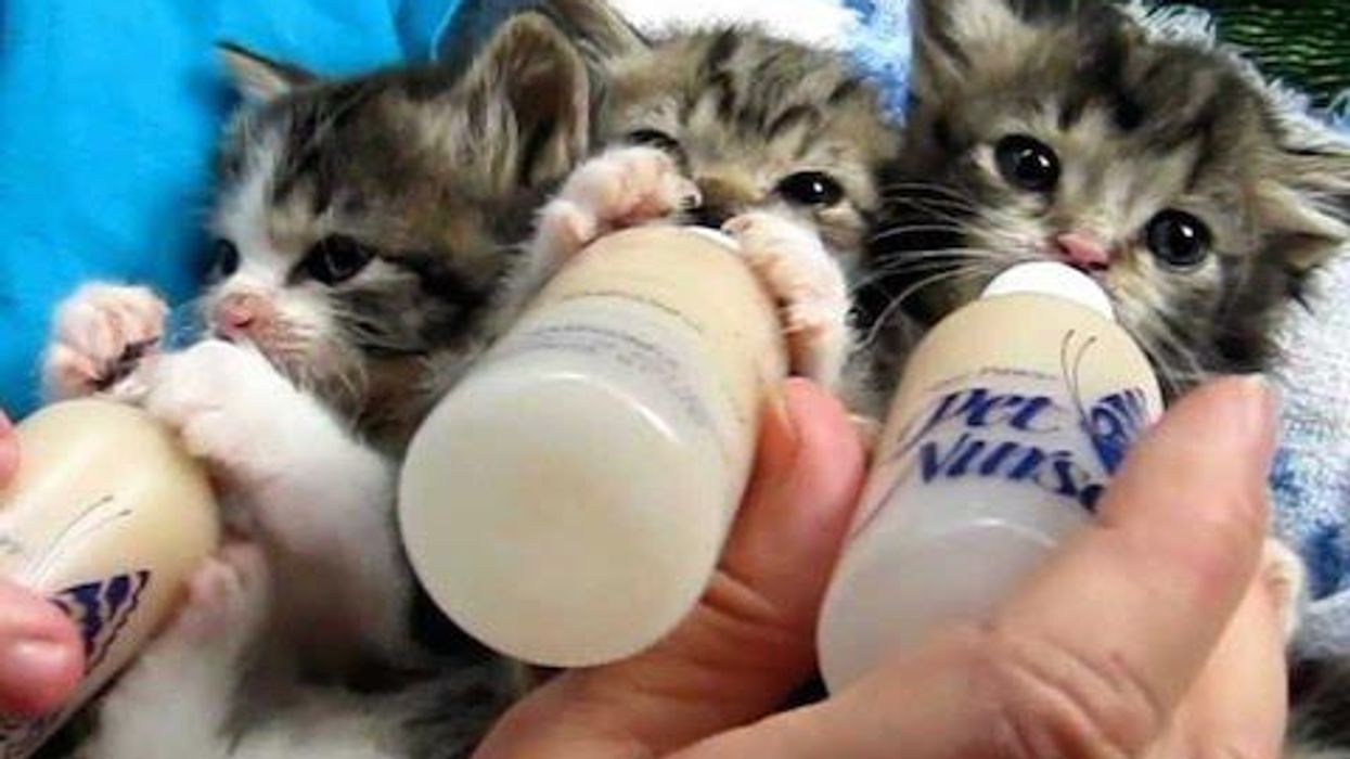 <p>10 Signs You're Co-Parenting Your Girlfriend's Cat</p>