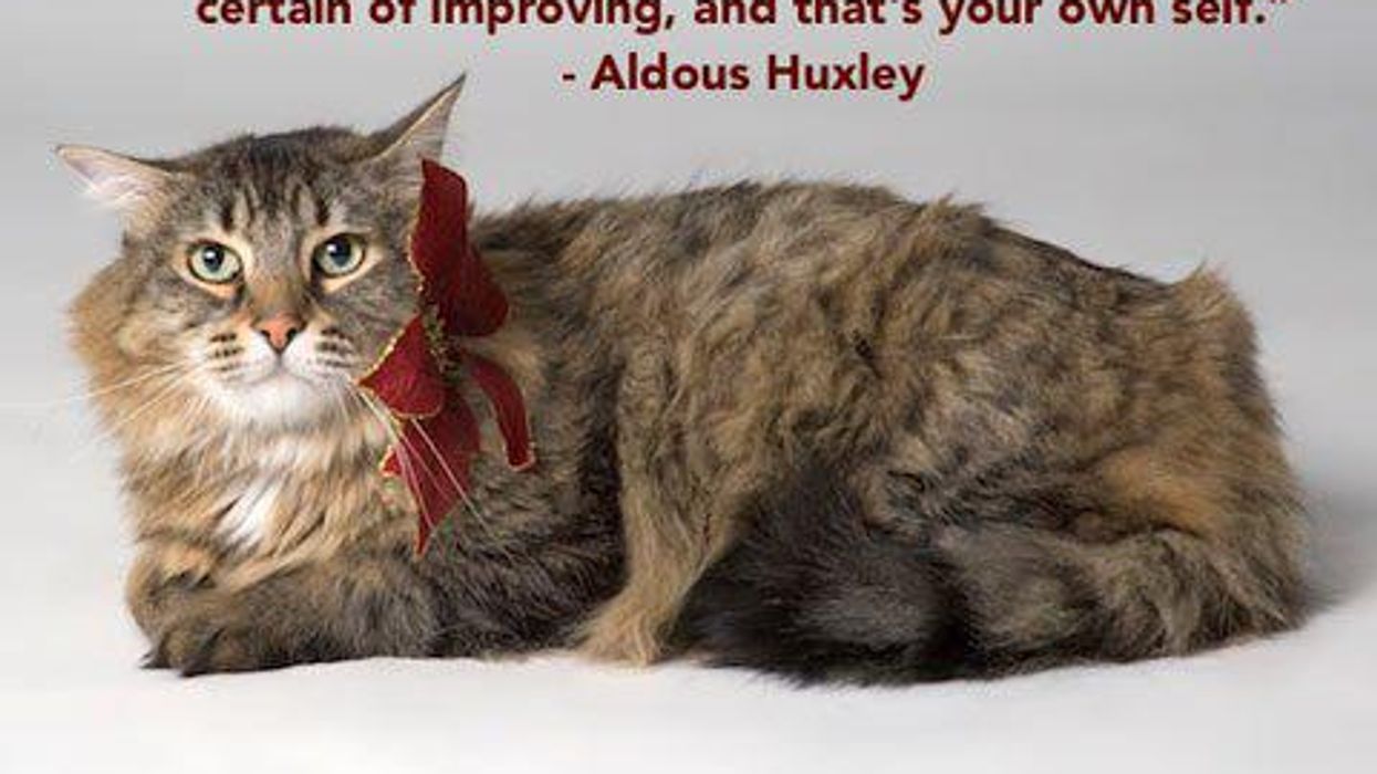 <p>14 Deeply Inspirational Cat Posters to Hang In Your Dorm Room</p>