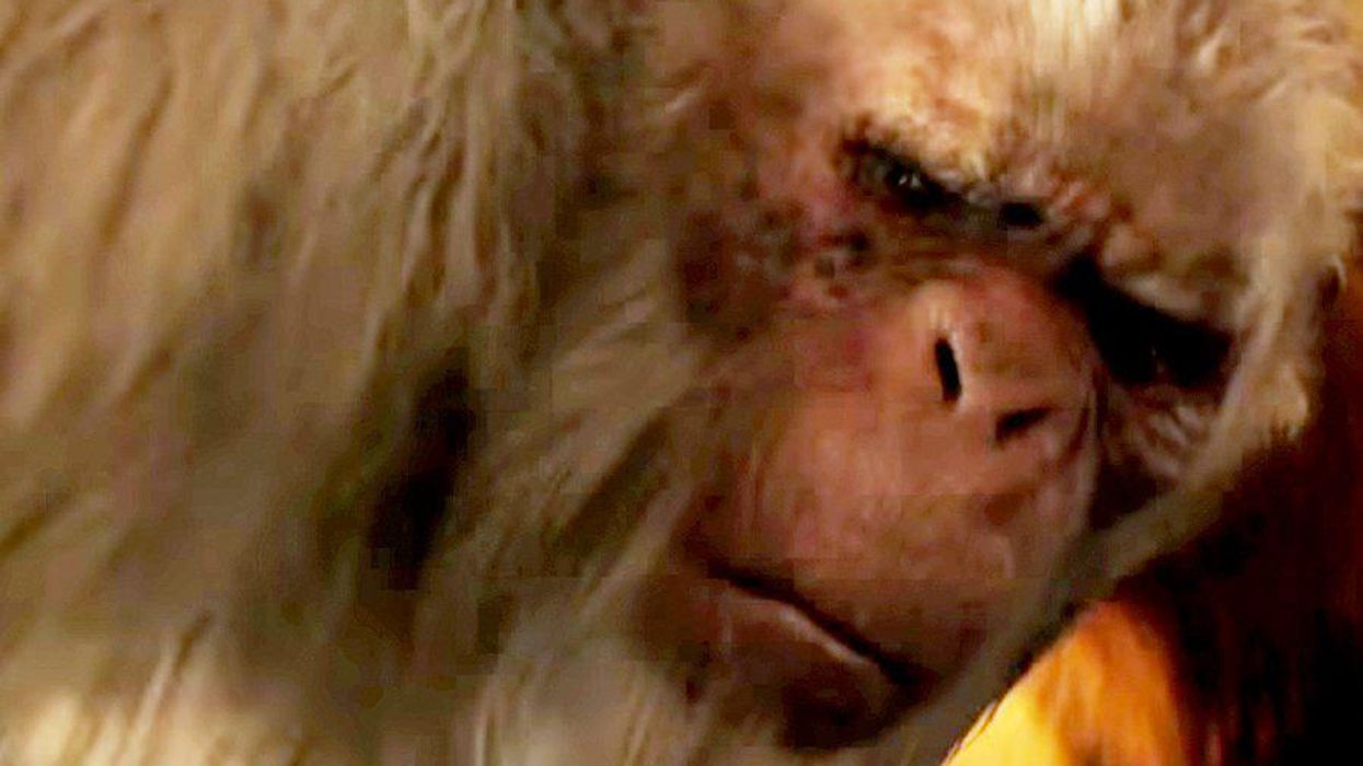 Which Goosebumps Monster Are You?