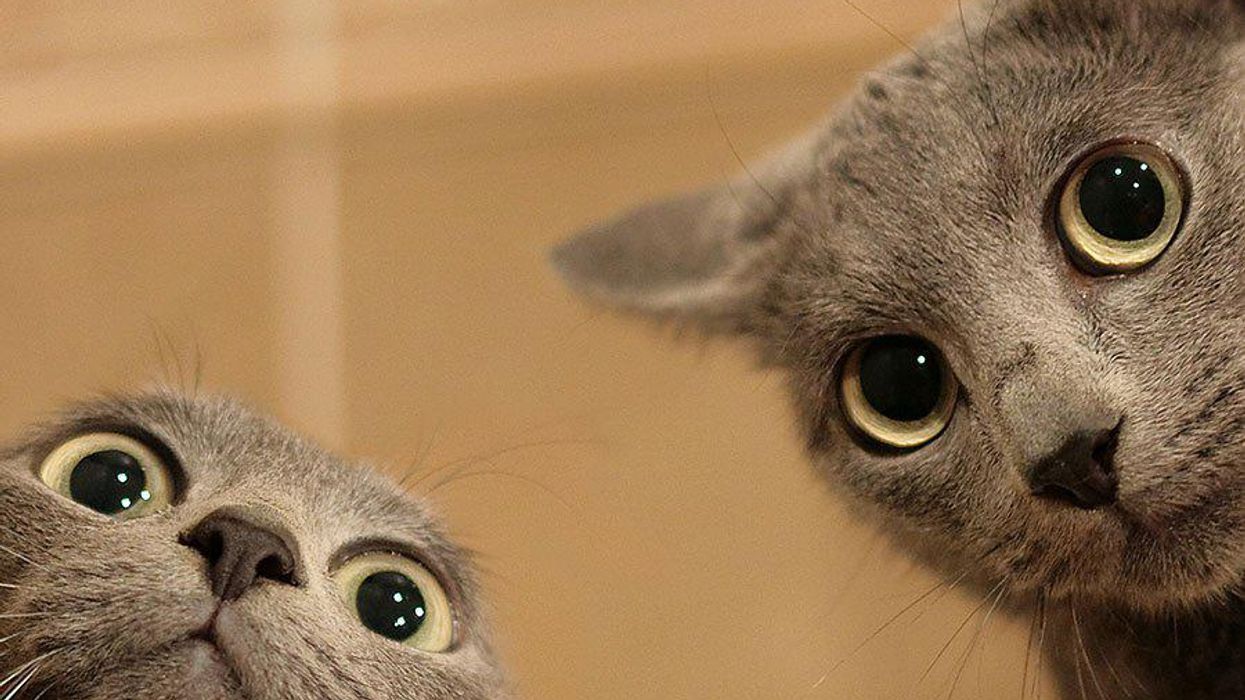 The 16 Best Cat Reactions to the SCOTUS Marriage Equality Decision