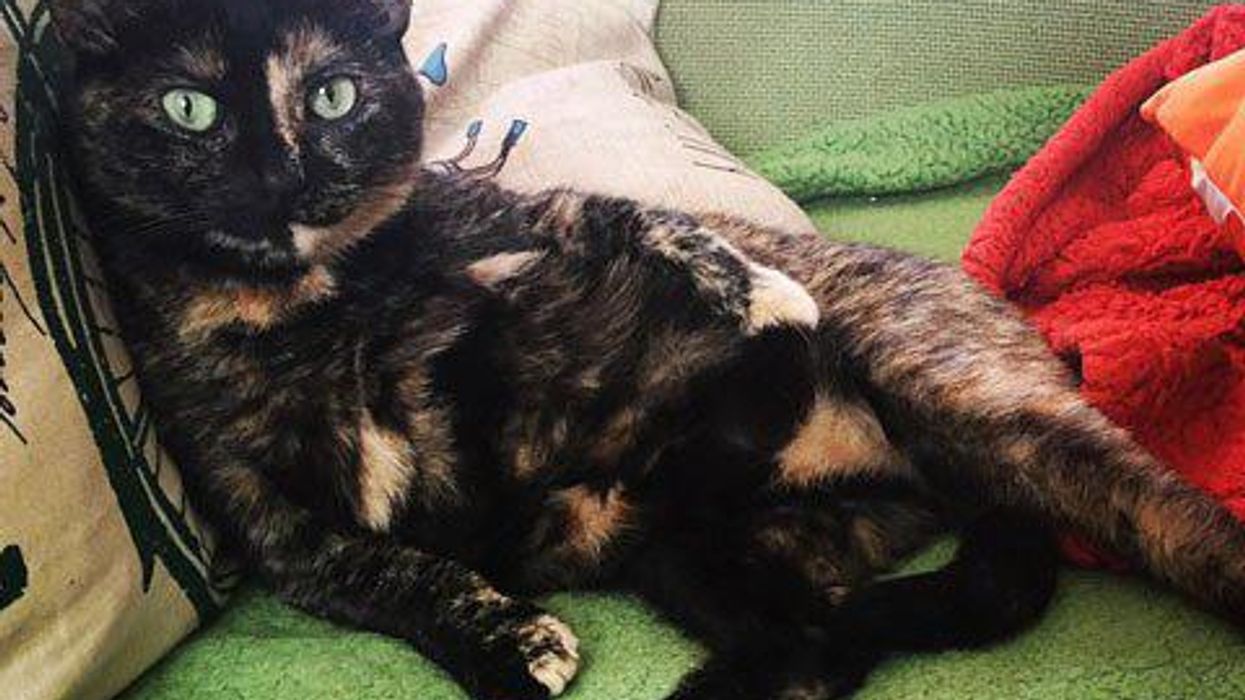 <p>11 Ways My Cat is Better Than My Girlfriend</p>