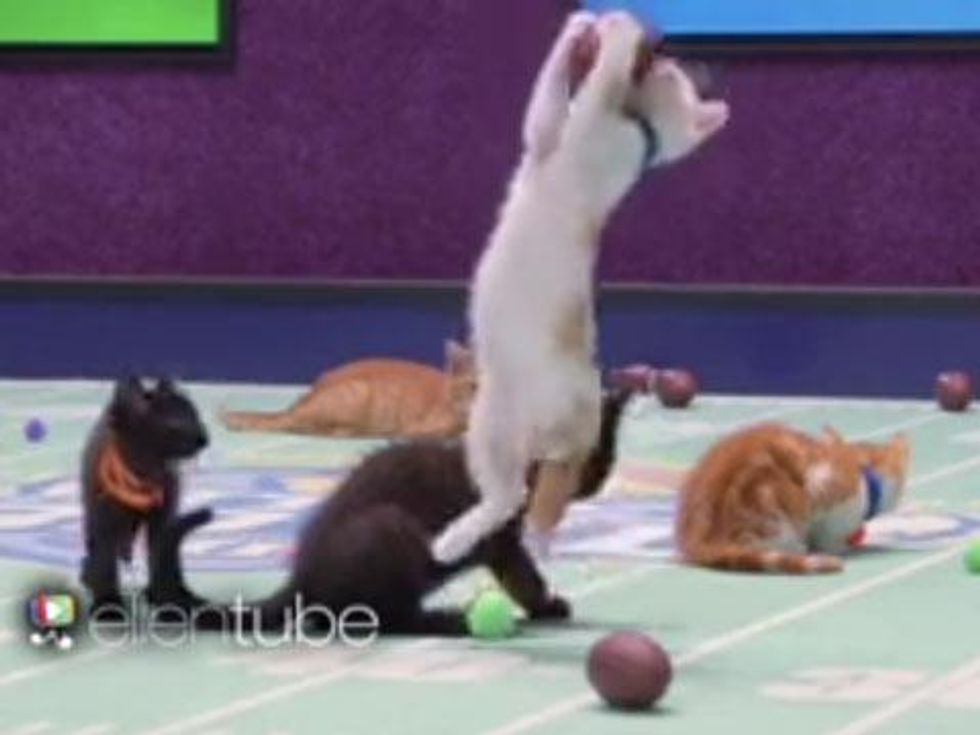 WATCH: Ellen DeGeneres Makes the Case for The Kitten Bowl! 