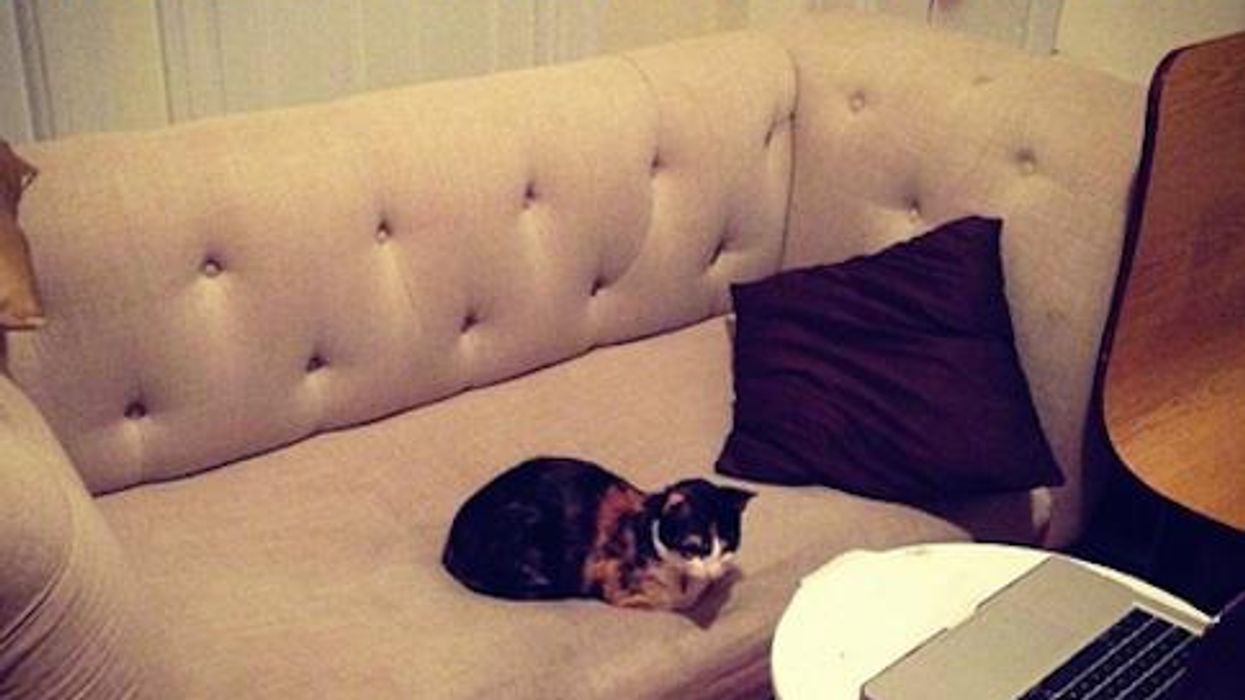 <p>2014 Lesbian Year in Review as Recalled By These Cats</p>