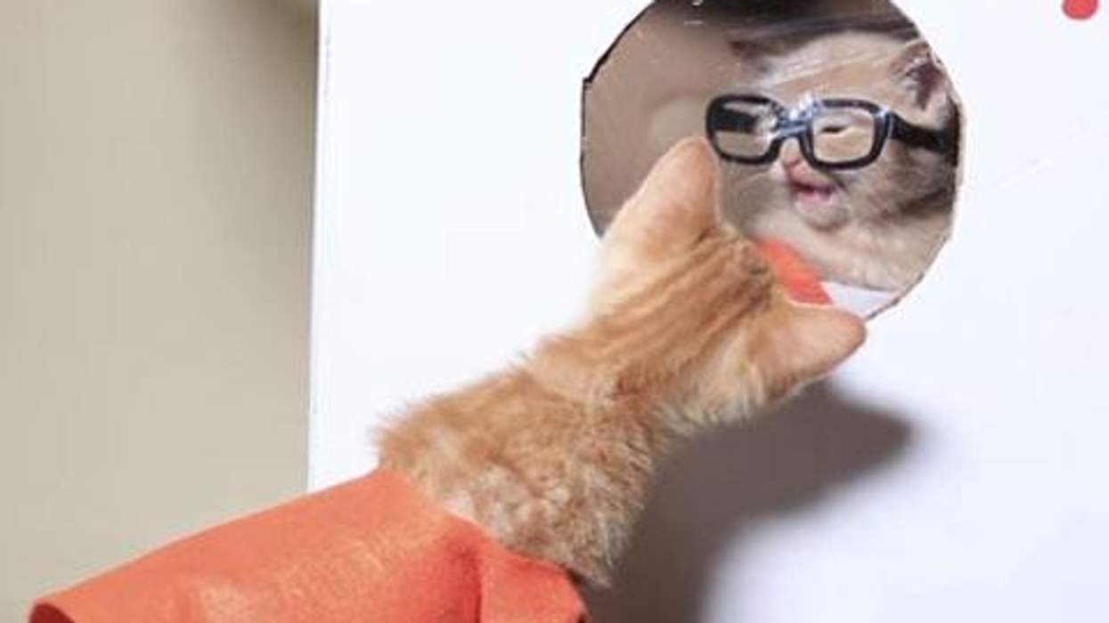 <p>WATCH: The <em>Orange Is the New Black</em>/Kitten Crossover You Never Knew You Needed!</p>