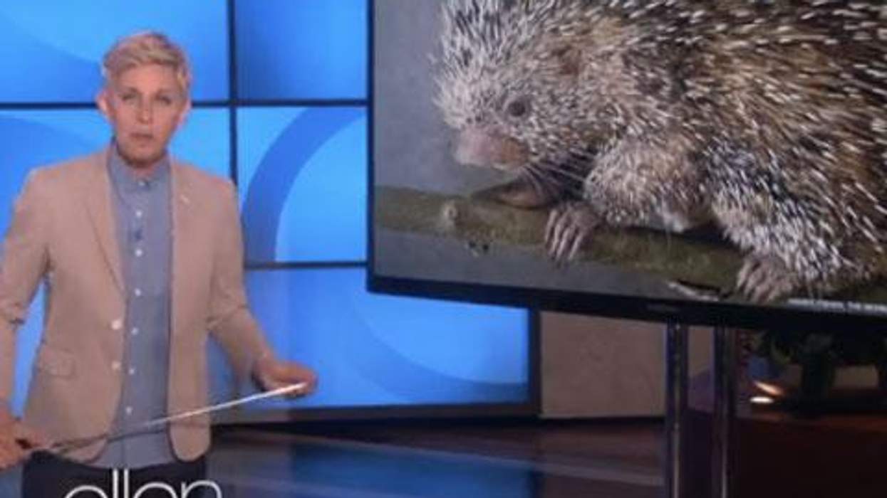 <p>WATCH: Ellen DeGeneres Teaches Us About the Birds and the Bees - Sort Of</p>