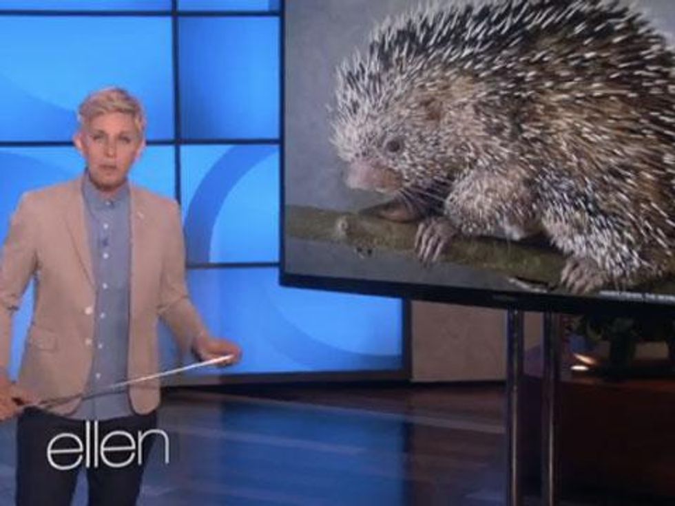 WATCH: Ellen DeGeneres Teaches Us About the Birds and the Bees - Sort Of 