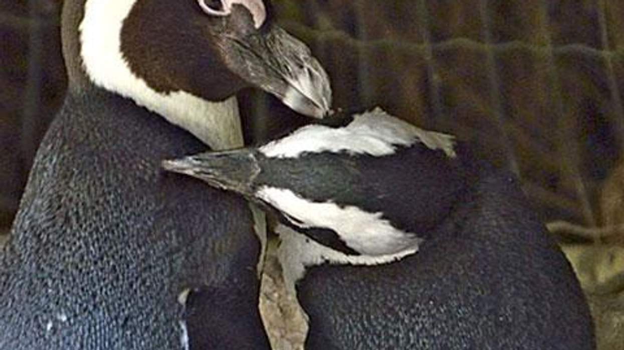 <p>WATCH: Israel's Lesbian Penguin Couple Takes Next Step in Their Relationship</p>