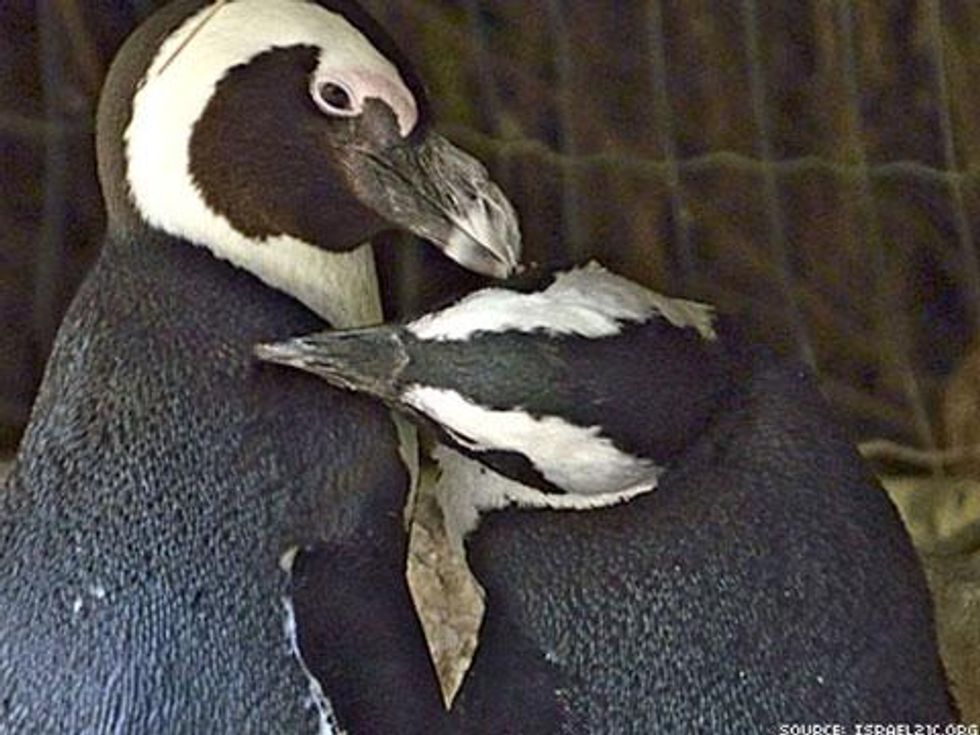 WATCH: Israel's Lesbian Penguin Couple Takes Next Step in Their Relationship 