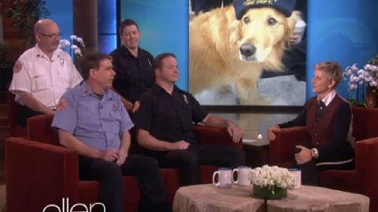 <p>WATCH: Ellen DeGeneres Rewards Firefighters Who Saved This Dog from an Icy River</p>