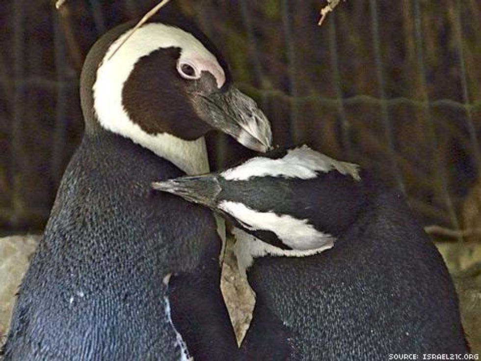 The Incredibly True Adventures of 2 Lesbian Penguins in Love in Israel 