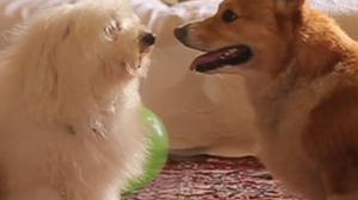 WATCH: Tegan and Sara's Dogs Get 'Closer' in Best Pup-Parody Video Ever