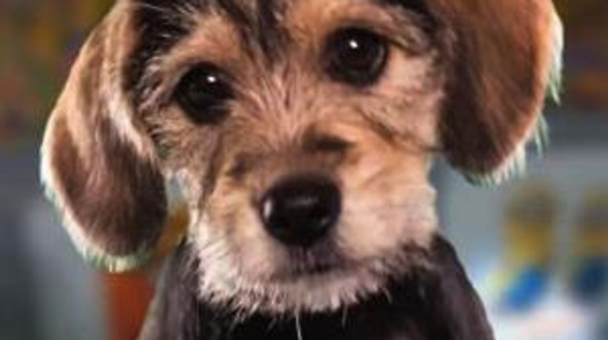 Watch: Meet Marta, MVP of Animal Planet's Puppy Bowl IX