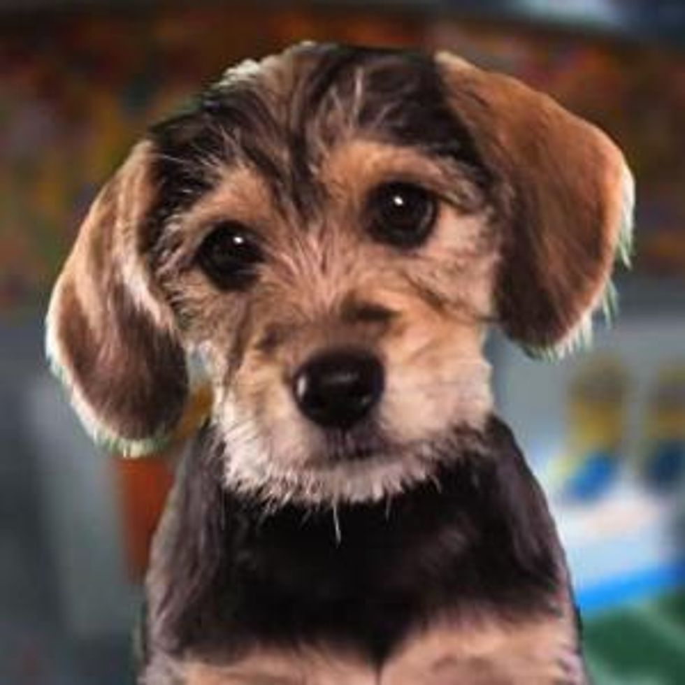 Watch: Meet Marta, MVP of Animal Planet's Puppy Bowl IX