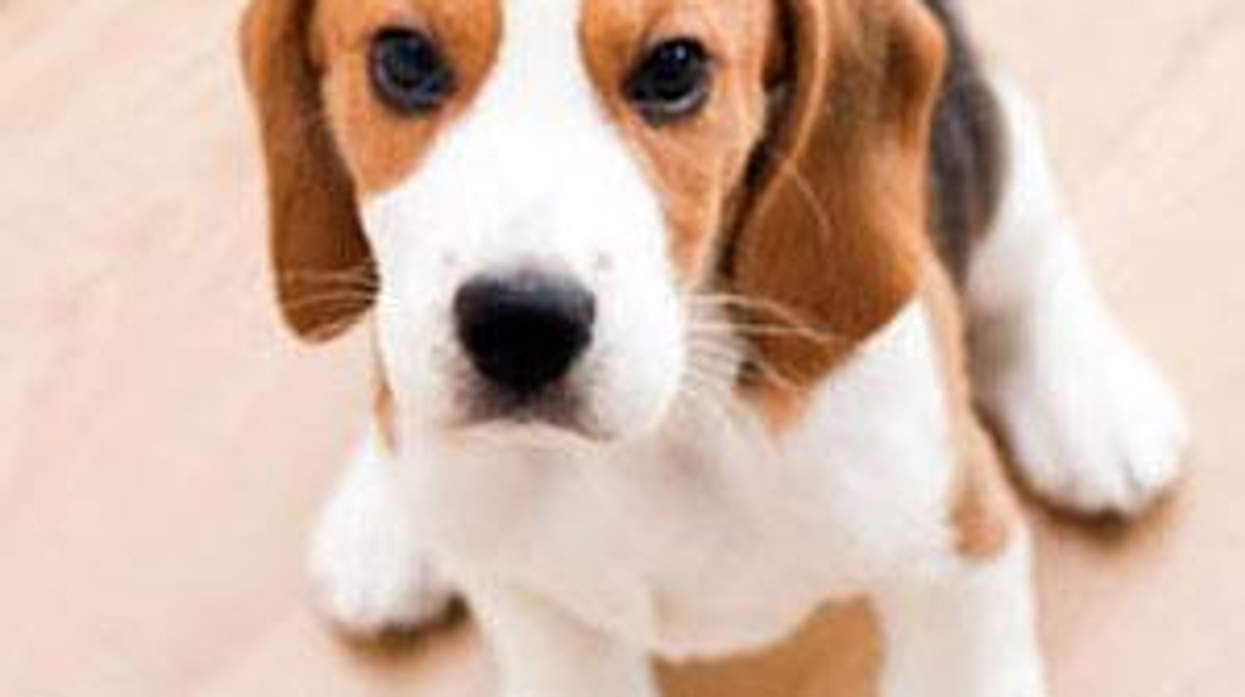The Beagle Effect: How Saving Puppies Enriched these Lesbians' Lives