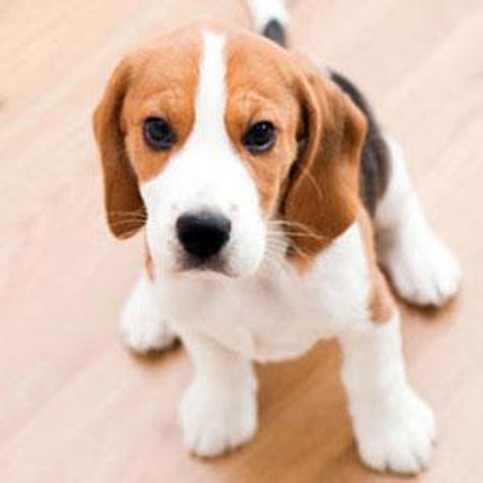 The Beagle Effect: How Saving Puppies Enriched these Lesbians' Lives 