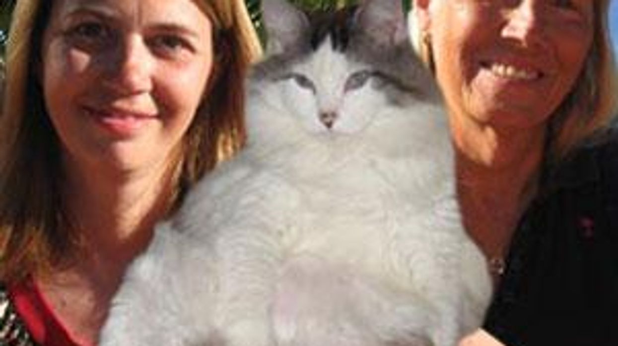 Book Excerpt: 'Two Fools and a Cat'