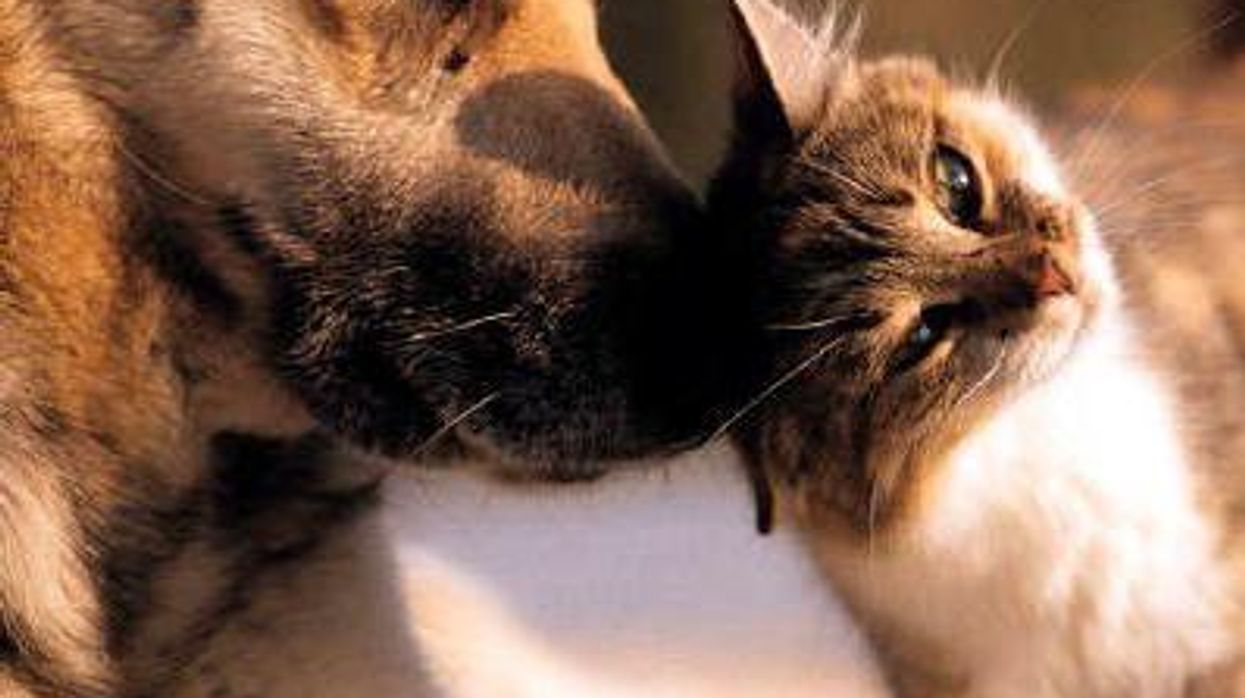 Cat and Dog Lovers: PBS Explains Why We Love Our Pets - Video