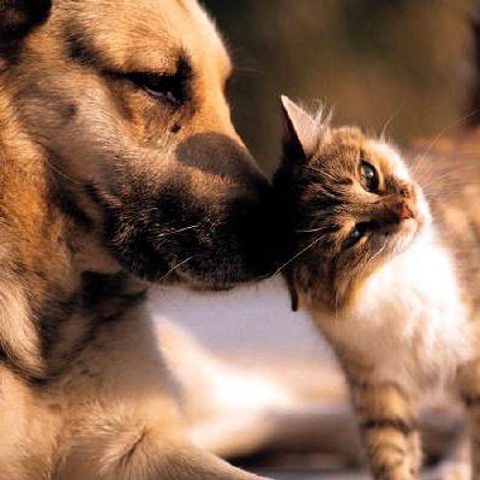 Cat and Dog Lovers: PBS Explains Why We Love Our Pets - Video