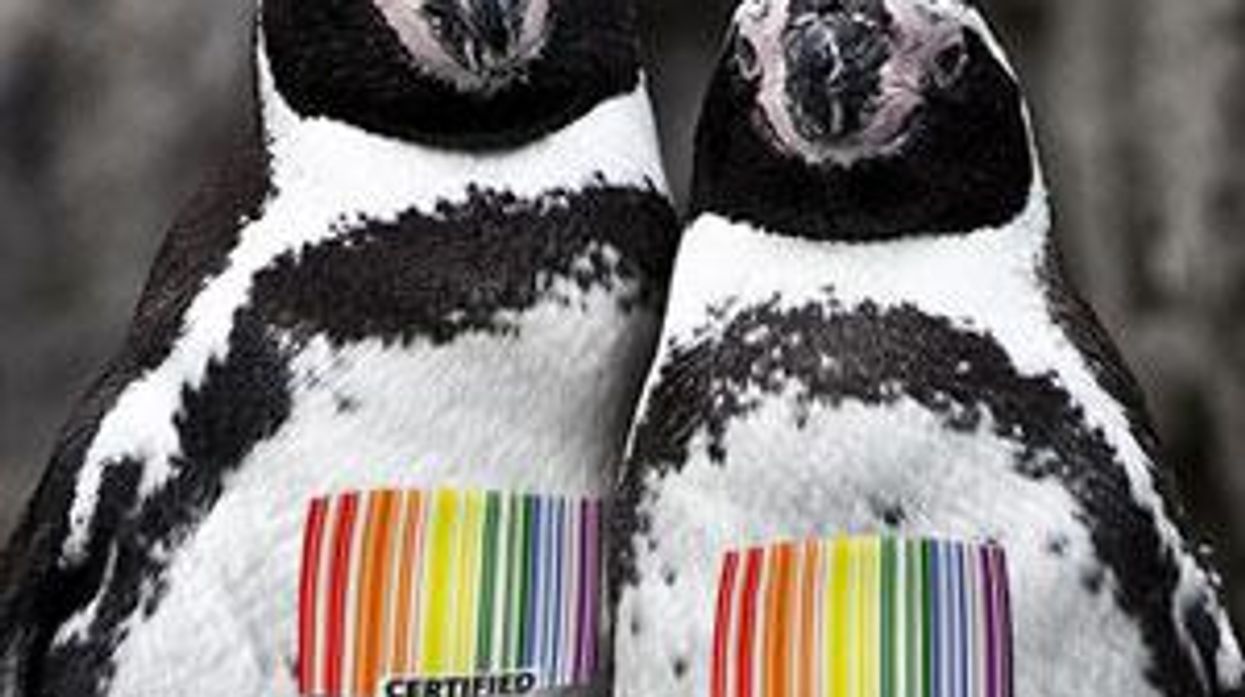 Queer Politics for the Birds: The Saga of the Gay Penguins, Op-Ed
