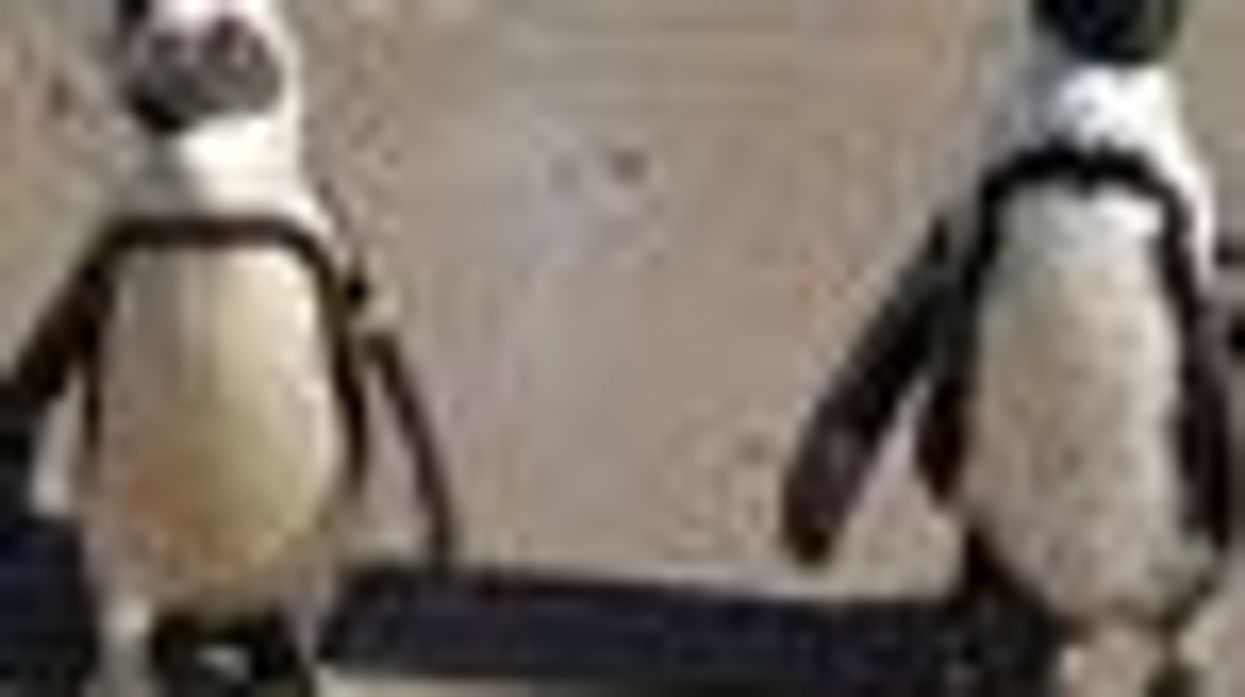 Gay Penguins Buddy and Pedro Will Reunite Once They've Helped Propagate Their Species!