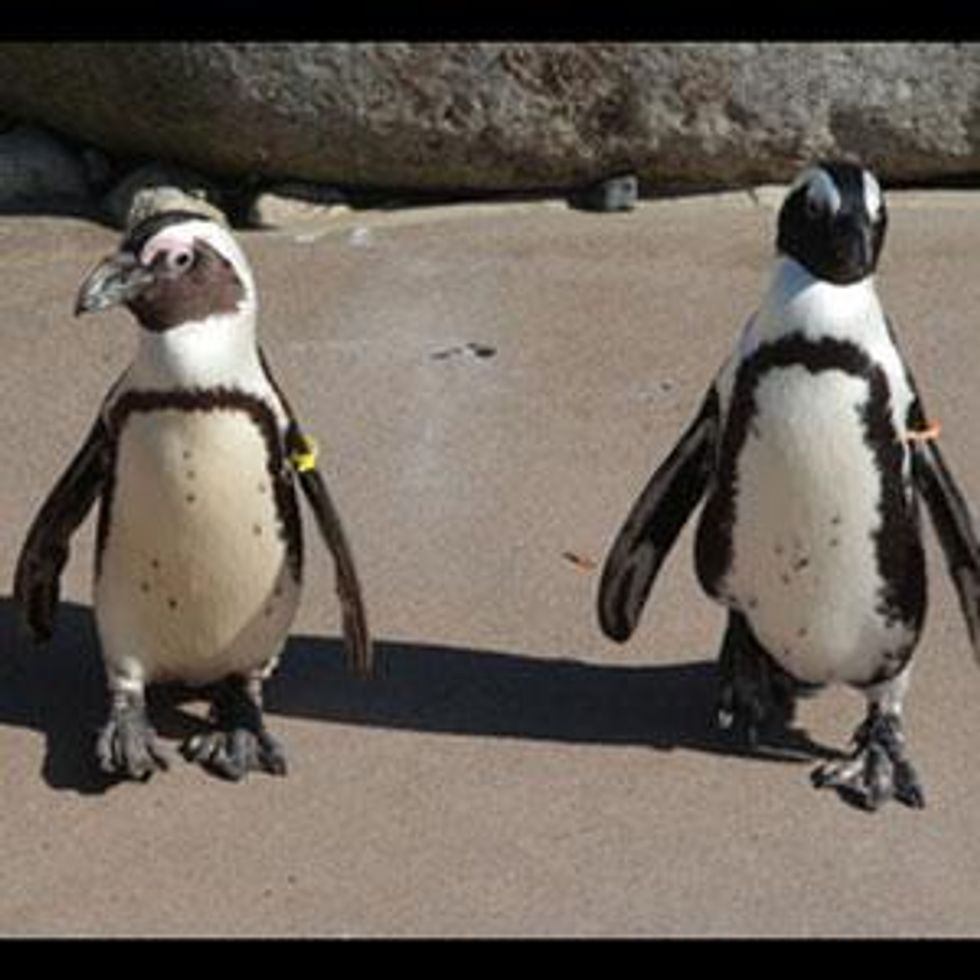 Gay Penguin Couple Forced to Separate to Breed - Video