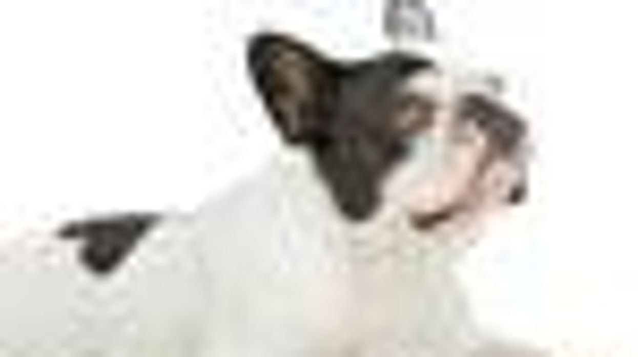 The Tale of the Intersex French Bulldog