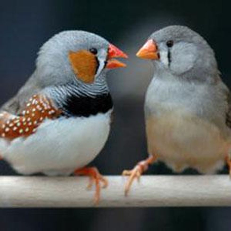 The Birds And The Bees: Another Study Confirms Same-Sex Animal Couples are Fairly Commonplace
