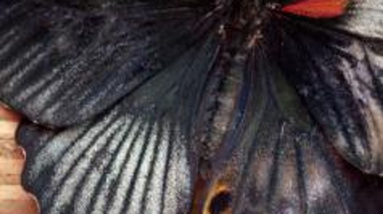 Half-Female, Half-Male Butterfly ‘Gynandromorph’ Born in London Museum