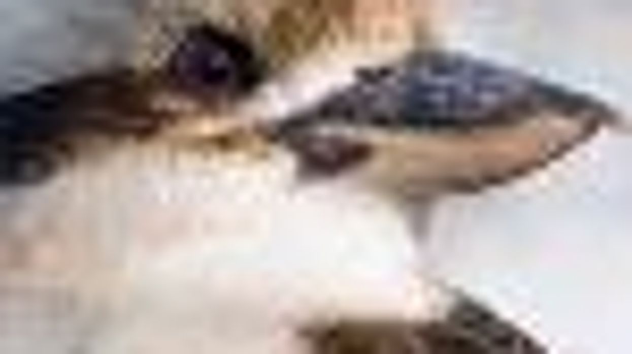 The Word Gay Expunged from 'Kookaburra' Folk Song