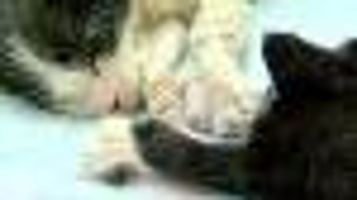 NBC on SheWired: Kittens Used as Bait Rescued - Video